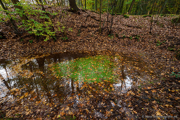 Zuidelijke en Middelste Horsthoekerbeek 061119-043