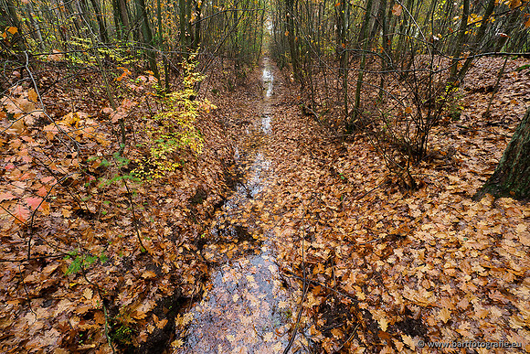 Zuidelijke en Middelste Horsthoekerbeek 061119-048