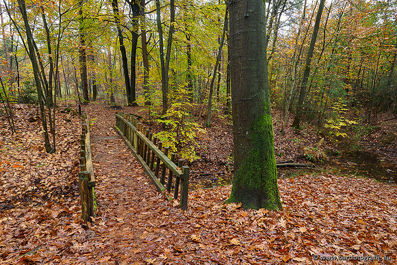 Zuidelijke en Middelste Horsthoekerbeek 061119-057