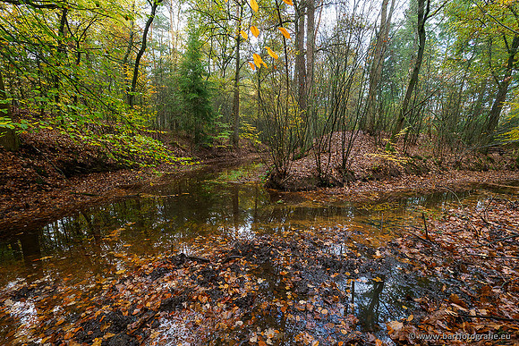 Zuidelijke en Middelste Horsthoekerbeek 061119-069