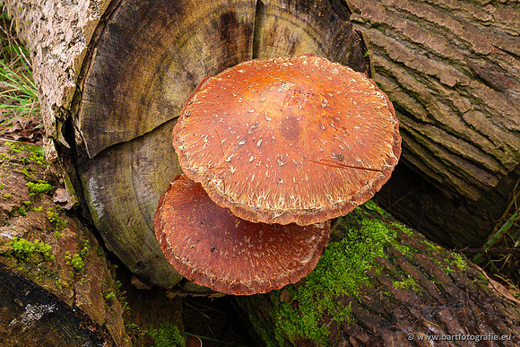 Paddenstoelen 2024-113