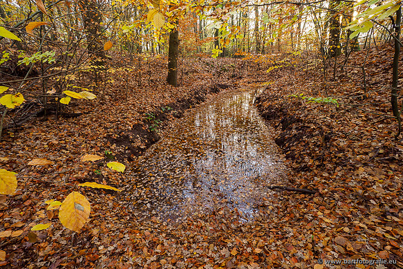 Noordelijke Horsthoekerbeek 221119-005