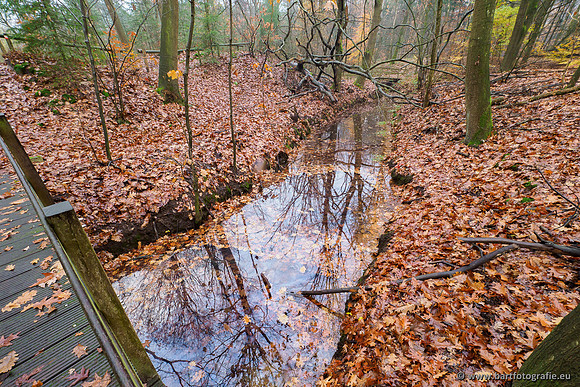 Noordelijke Horsthoekerbeek 221119-010