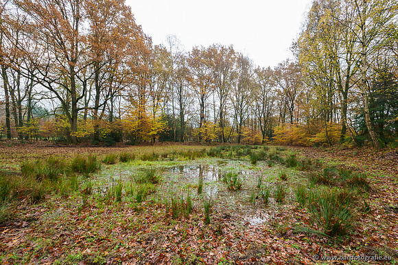 Noordelijke Horsthoekerbeek 221119-016