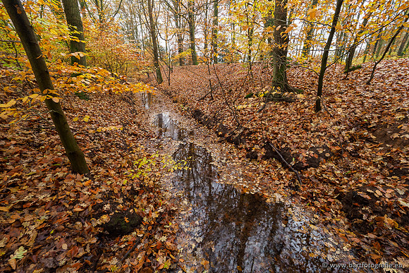 Noordelijke Horsthoekerbeek 221119-017