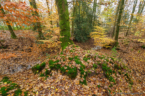 Noordelijke Horsthoekerbeek 221119-018