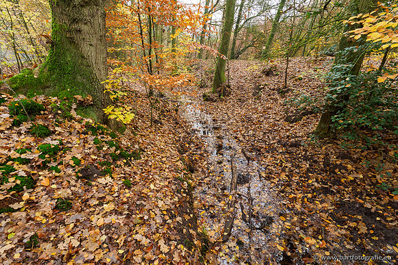 Noordelijke Horsthoekerbeek 221119-019