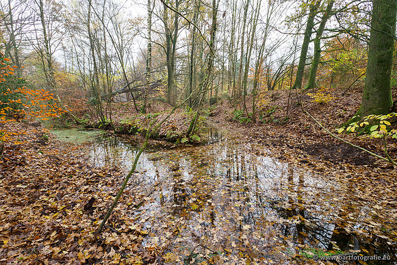 Noordelijke Horsthoekerbeek 221119-022