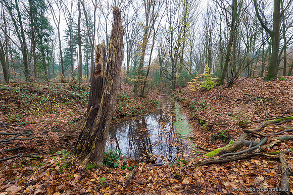 Noordelijke Horsthoekerbeek 221119-034