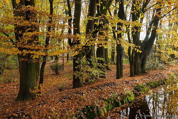 Noordelijke Horsthoekerbeek 221119-062