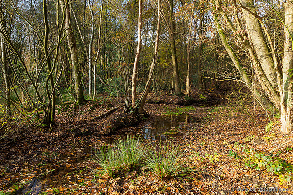 Noordelijke Horsthoekerbeek 221119-067
