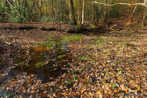 Noordelijke Horsthoekerbeek 221119-068