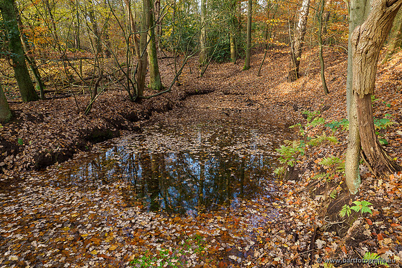 Noordelijke Horsthoekerbeek 221119-069
