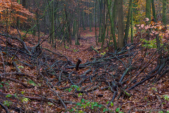 Noordelijke Horsthoekerbeek 221119-103