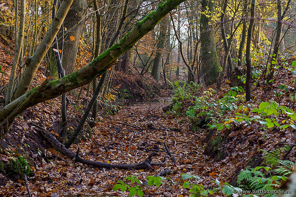 Noordelijke Horsthoekerbeek 221119-104