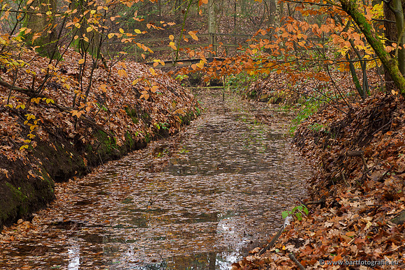 Noordelijke Horsthoekerbeek 221119-108