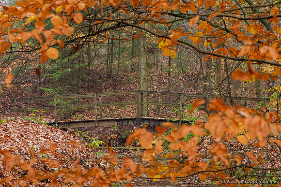 Noordelijke Horsthoekerbeek 221119-109