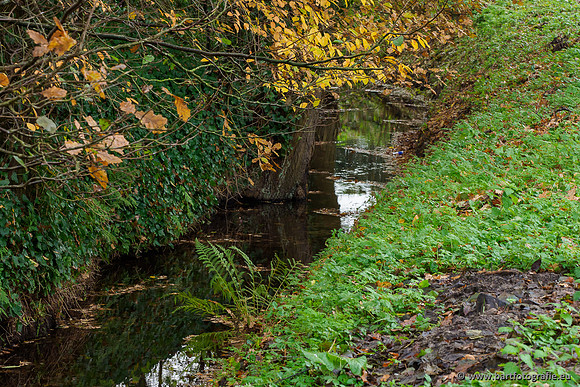 Noordelijke Horsthoekerbeek 221119-115