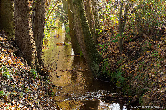 Noordelijke Horsthoekerbeek 221119-128