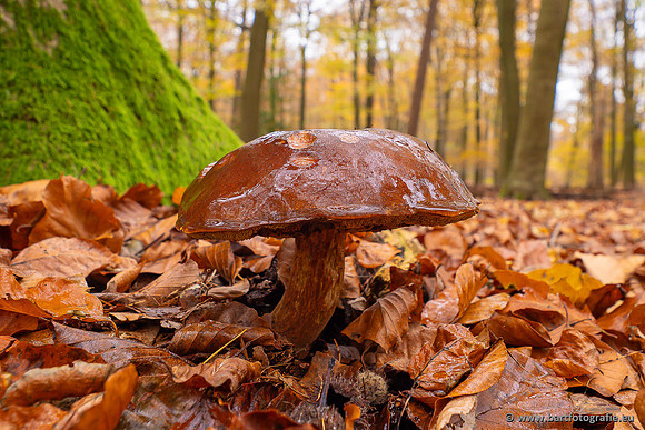 Paddenstoelen 2024-123