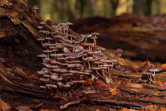 Paddenstoelen 2024-055