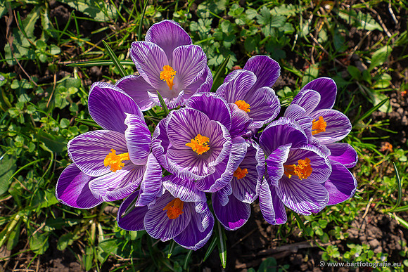 Bloemen en Planten Bart Fotografie-1390