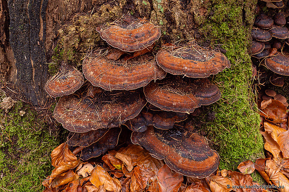 Paddenstoelen 2024-129