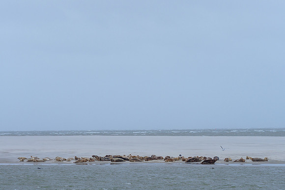 Ameland winter 2019-2020-078