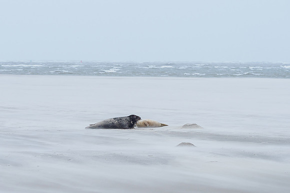 Ameland winter 2019-2020-079