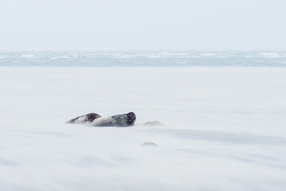 Ameland winter 2019-2020-080