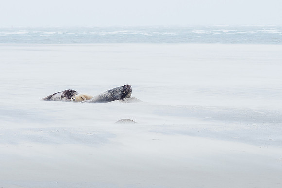 Ameland winter 2019-2020-081