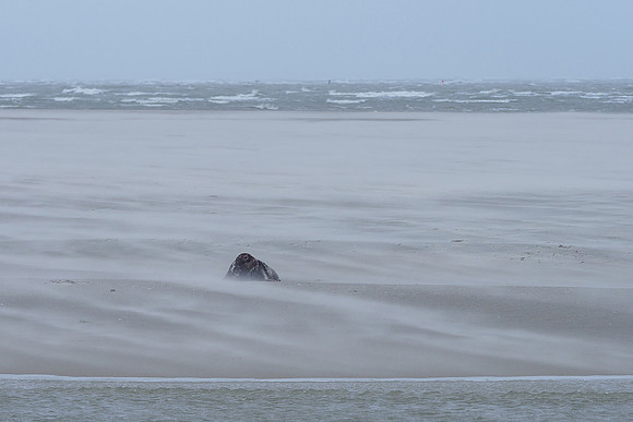 Ameland winter 2019-2020-082