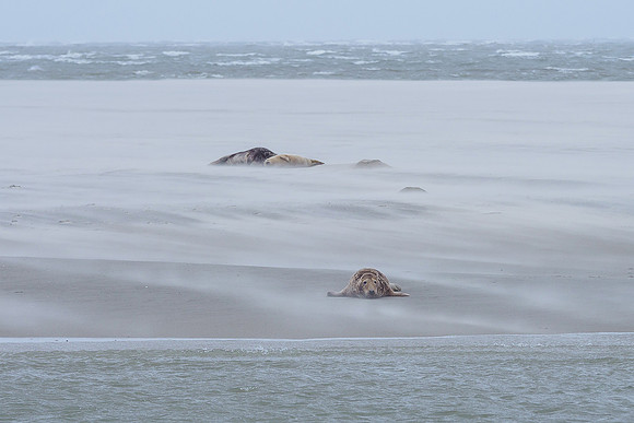Ameland winter 2019-2020-083