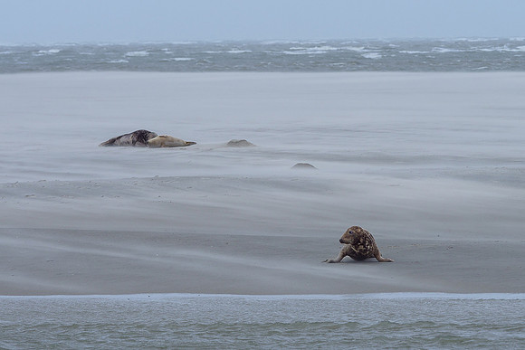 Ameland winter 2019-2020-084