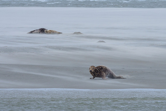 Ameland winter 2019-2020-085