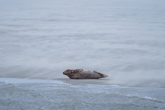 Ameland winter 2019-2020-086