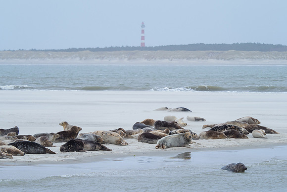 Ameland winter 2019-2020-087