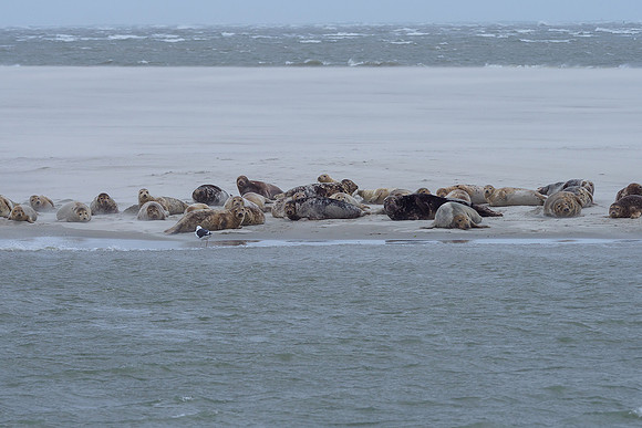 Ameland winter 2019-2020-089