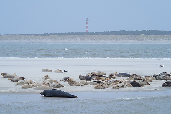 Ameland winter 2019-2020-088
