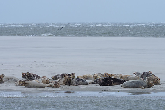 Ameland winter 2019-2020-090