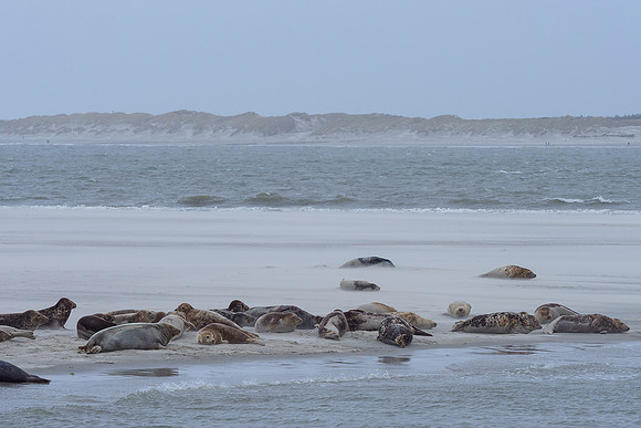 Ameland winter 2019-2020-091