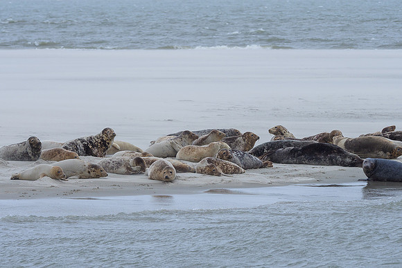 Ameland winter 2019-2020-092