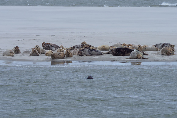 Ameland winter 2019-2020-094