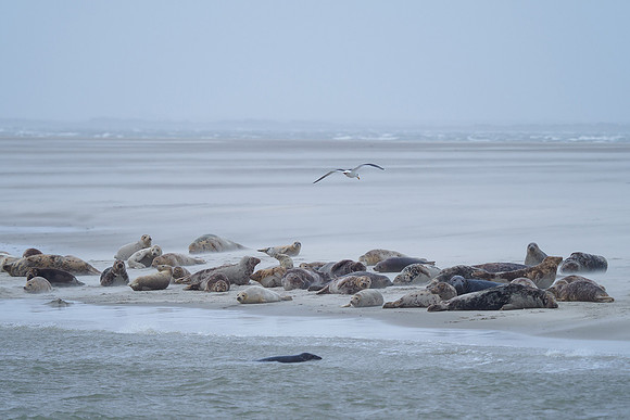 Ameland winter 2019-2020-093