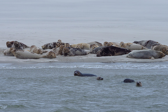 Ameland winter 2019-2020-095