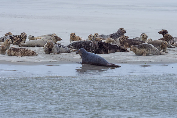 Ameland winter 2019-2020-097