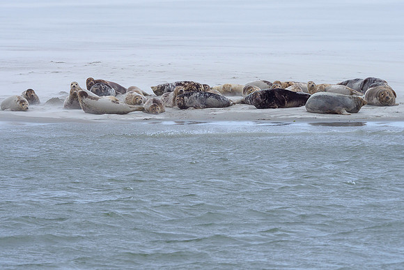 Ameland winter 2019-2020-096