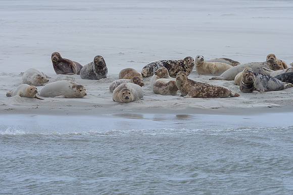 Ameland winter 2019-2020-098