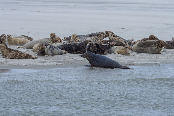 Ameland winter 2019-2020-099