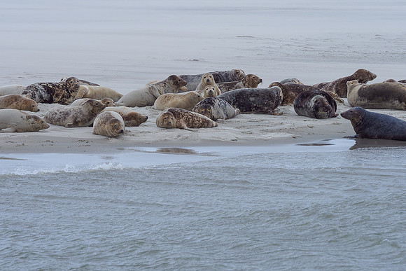 Ameland winter 2019-2020-100